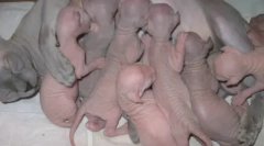 Sphinx menu: ako urobiť diétu pre nahé plemená mačiek